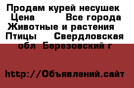 Продам курей несушек › Цена ­ 350 - Все города Животные и растения » Птицы   . Свердловская обл.,Березовский г.